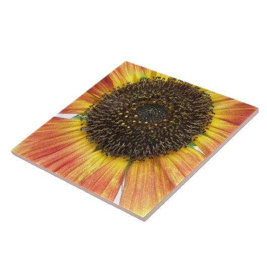 Orange Sunflower Tile Fliese (Seite)
