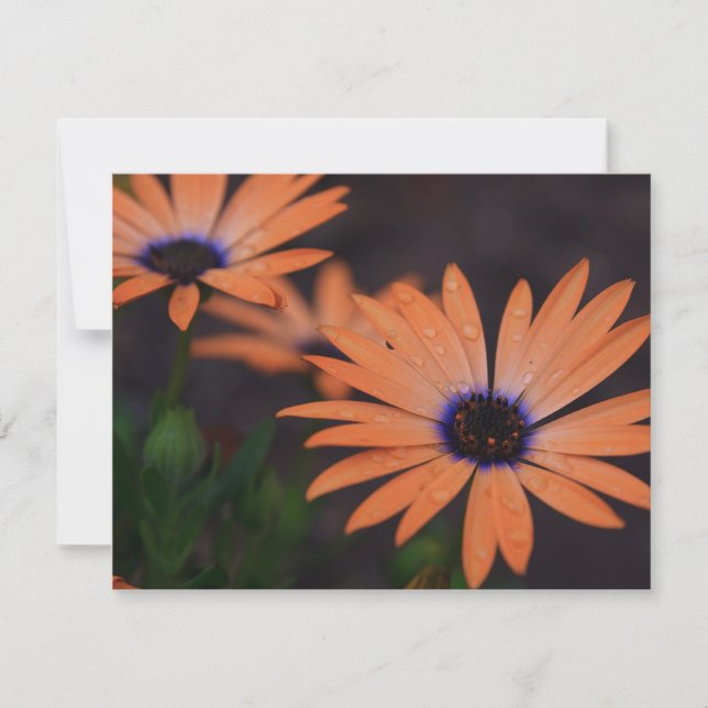 Orange Symphony (Vorderseite)