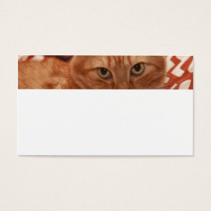Orange Tabby