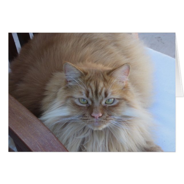 Orange Tabby (Vorderseite (Horizontal))