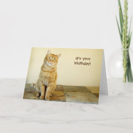 Orange Tabby Birthday Card Karte