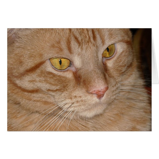 Orange Tabby Cat (Vorderseite (Horizontal))
