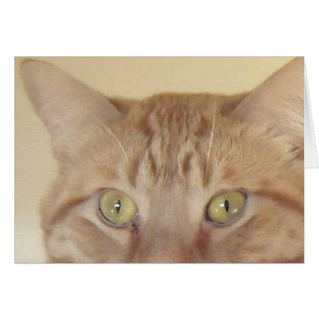 Orange Tabby Cat (Vorderseite (Horizontal))