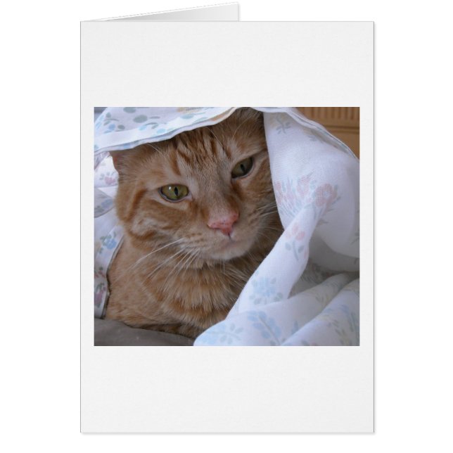 Orange Tabby Cat (Vorne)