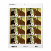 Orange Tabby Cat/Black & White Cat (Vorne)