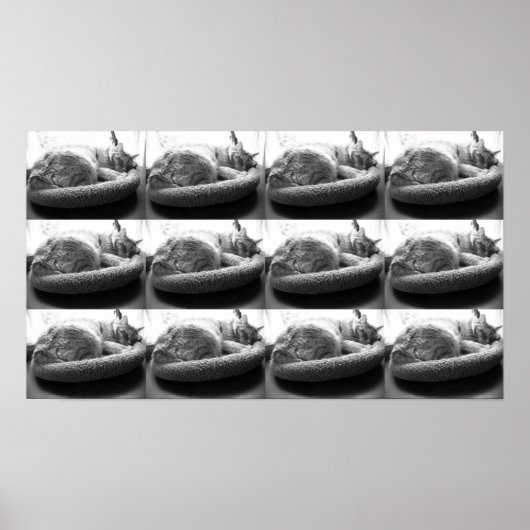 Orange Tabby Cat/Black & White Foto Poster (Vorne)