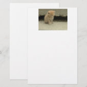 Orange Tabby Cat Briefpapier (Vorne/Hinten)
