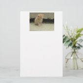 Orange Tabby Cat Briefpapier (Stehend Vorderseite)