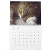 Orange Tabby Cat Calendar Mit Bob Kalender (Mär 2027)