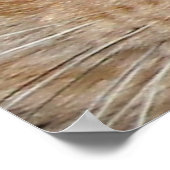 Orange Tabby Cat Eyes Poster (Ecke)