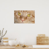 Orange Tabby Cat Eyes Poster (Küche)