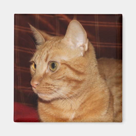 Orange Tabby Cat Face Profil Magnet (Vorne)