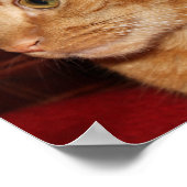 Orange Tabby Cat Face Profil Poster (Ecke)