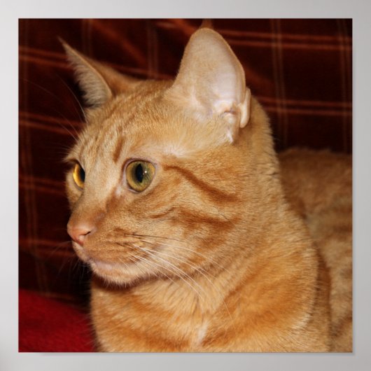 Orange Tabby Cat Face Profil Poster (Vorne)