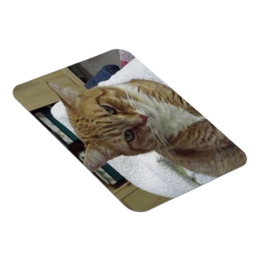 Orange Tabby Cat Flexible Magnet (Rechte Seite)
