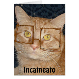 Orange Tabby Cat/Inkognito