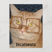 Orange Tabby Cat/Inkognito