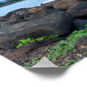 Orange Tabby Cat, Kauai, Hawaii Poster (Ecke)