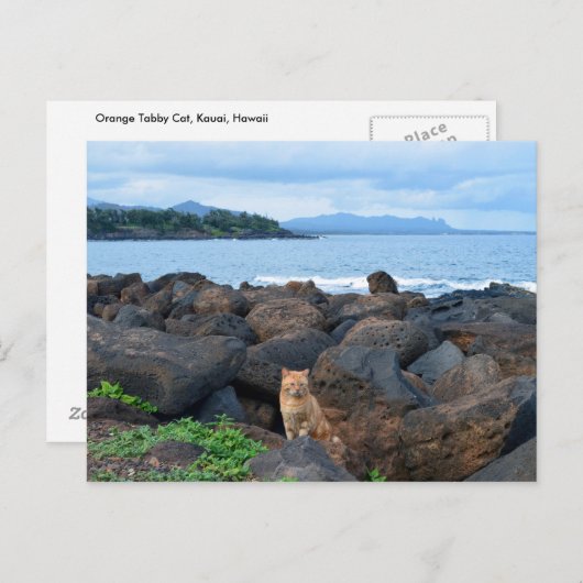 Orange Tabby Cat, Kauai, Hawaii Postkarte (Vorne/Hinten)