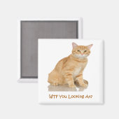 Orange Tabby Cat Magnet (Vorderseite/Rückseite)