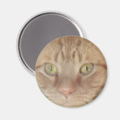 Orange Tabby Cat Magnet (Vorderseite/Rückseite)