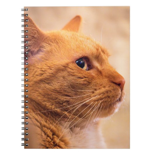Orange Tabby Cat Notebook Curious Feline Notebook Notizblock (Vorderseite)