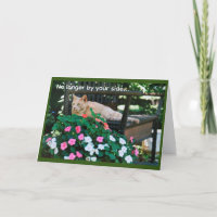 Orange Tabby Cat on Garden Benz Beileid