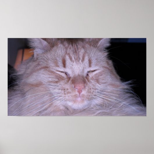 Orange Tabby Cat Poster (Vorne)