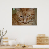 Orange Tabby Cat Poster (Küche)