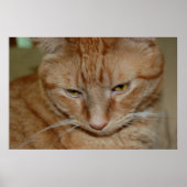 Orange Tabby Cat Poster (Vorne)