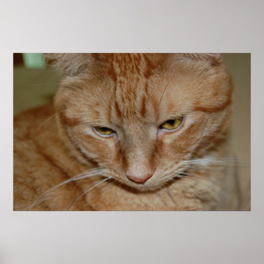 Orange Tabby Cat Poster (Vorne)