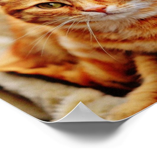 Orange Tabby Cat Poster (Ecke)