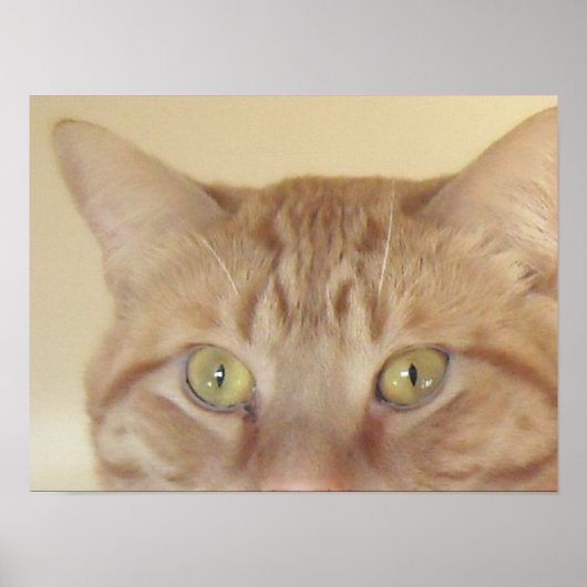 Orange Tabby Cat Poster (Vorne)