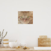 Orange Tabby Cat Poster (Küche)