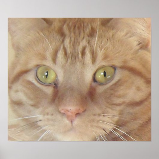 Orange Tabby Cat Poster (Vorne)