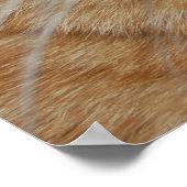 Orange Tabby Cat Poster (Ecke)
