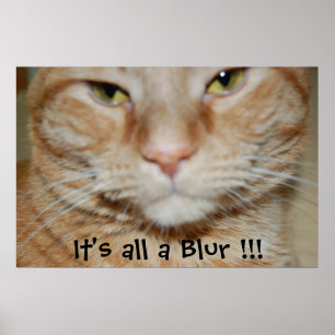 Orange Tabby Cat Poster