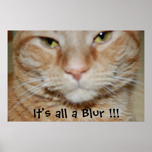 Orange Tabby Cat Poster (Vorne)