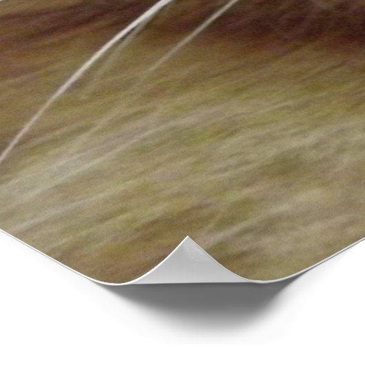 Orange Tabby Cat Poster (Ecke)