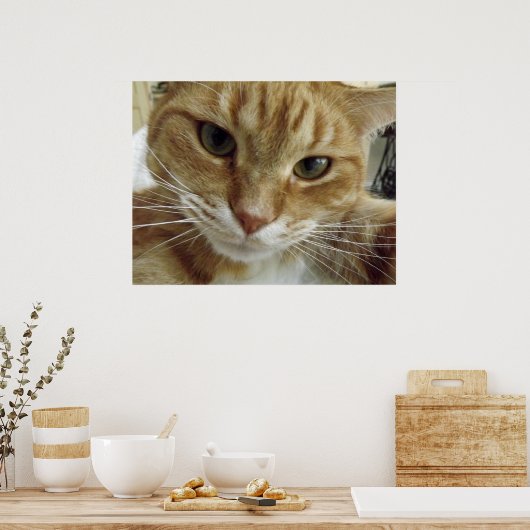 Orange Tabby Cat Poster (Küche)