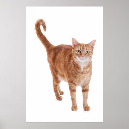 Orange Tabby Cat Poster (Vorne)