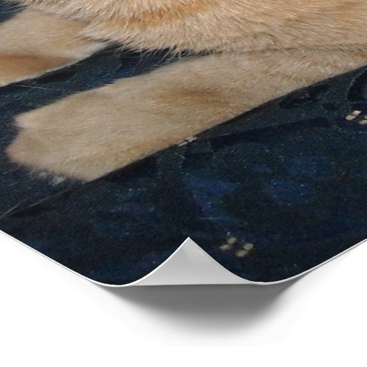 Orange Tabby Cat Poster (Ecke)