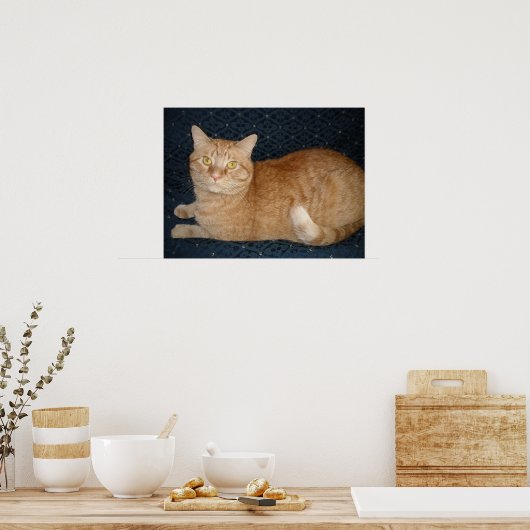 Orange Tabby Cat Poster (Küche)