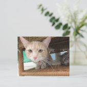 Orange Tabby Cat Postkarte (Stehend Vorderseite)