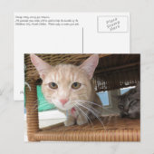 Orange Tabby Cat Postkarte (Vorne/Hinten)