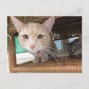 Orange Tabby Cat Postkarte
