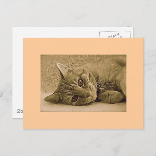 Orange Tabby Cat Postkarte (Vorne/Hinten)