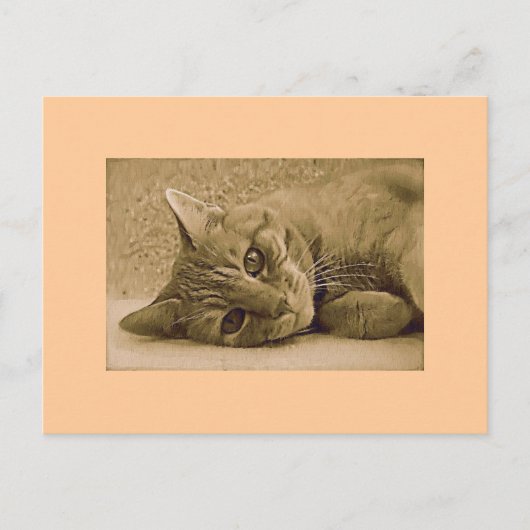 Orange Tabby Cat Postkarte (Vorderseite)