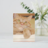 Orange Tabby Cat Postkarte (Stehend Vorderseite)