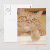 Orange Tabby Cat Postkarte (Vorne/Hinten)
